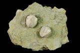 Multiple Blastoid (Pentremites) Plate - Illinois #135595-1